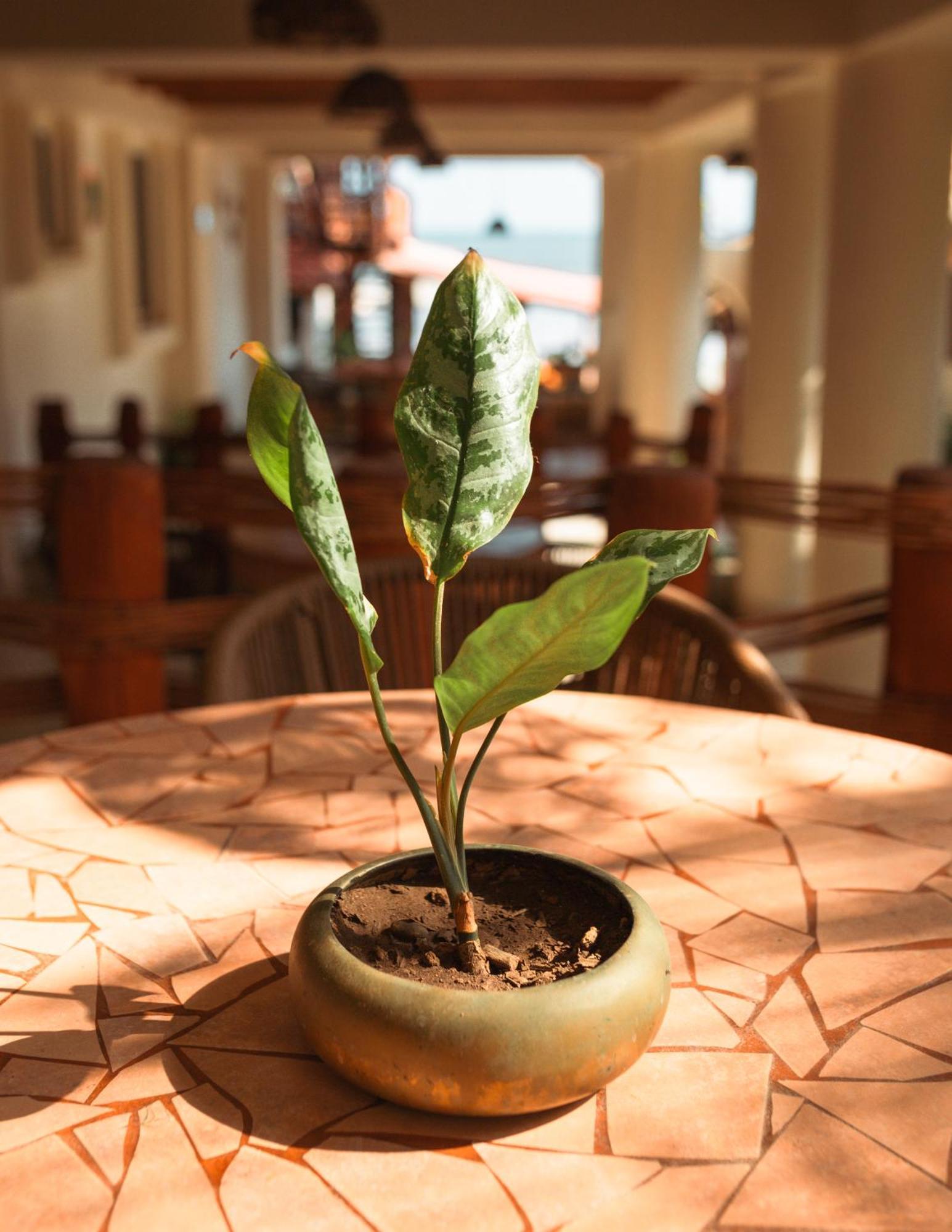 Arena Suites Zihuatanejo Exterior foto